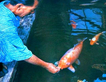ต้นกำเนิดปลาคราฟ, ฮานาโกะ ปลาคราฟที่มีอายุยืนที่สุดในโลก
